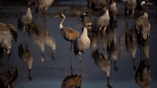 Migrating cranes in Israel have been hit by an outbreak of bird flu