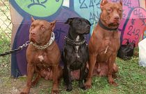 Pitbulların geçmişi (Arşiv)