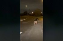 فيديو يظهر ذئبا يتجول في شوارع مدينة أنتويرب البلجيكية