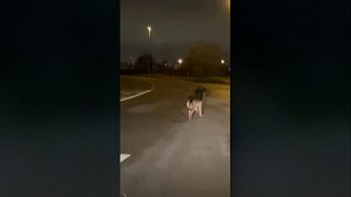فيديو يظهر ذئبا يتجول في شوارع مدينة أنتويرب البلجيكية