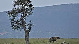 Kenya : 2 personnes tuées par des hyènes en moins de 24 heures