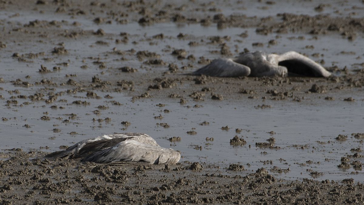Two dead cranes lie on the ground at the Hula Lake conservation area in northern Israel, Saturday, Dec. 25, 2021.