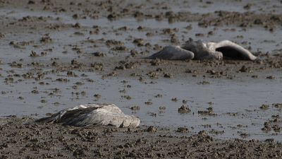 Two dead cranes lie on the ground at the Hula Lake conservation area in northern Israel, Saturday, Dec. 25, 2021.