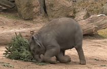 Tiere im Prager Zoo feiern Weihnachten