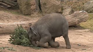 Un elefante impegnato nella 'caccia al regalo' 