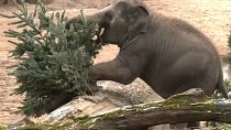 Los elefantes utilizan los árboles de navidad como aperitivo, y también como juguete, 28/12/2021, Praga, República Checa