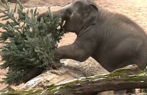 Los elefantes utilizan los árboles de navidad como aperitivo, y también como juguete, 28/12/2021, Praga, República Checa
