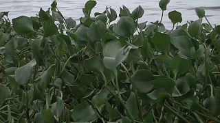 Kenya turns invasive water hyacinth into cleaner cooking fuel