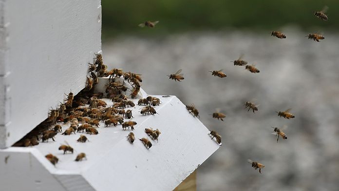 Zu mildes Wetter: Bienen werden aus dem Winterschlaf gerissen