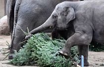 The animals at Berlin Zoo enjoyed a tree-mendous Christmas treat