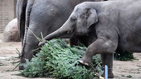 The animals at Berlin Zoo enjoyed a tree-mendous Christmas treat