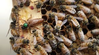 En Belgique, les abeilles sortent plus tôt que prévu de leur hibernation - image d'illustration
