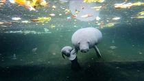 Dutch zoo celebrates birth of 'vulnerable' manatee