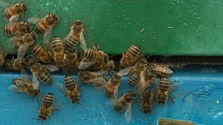 Las abejas están terminando su hibernación antes de tiempo por el cambio climático