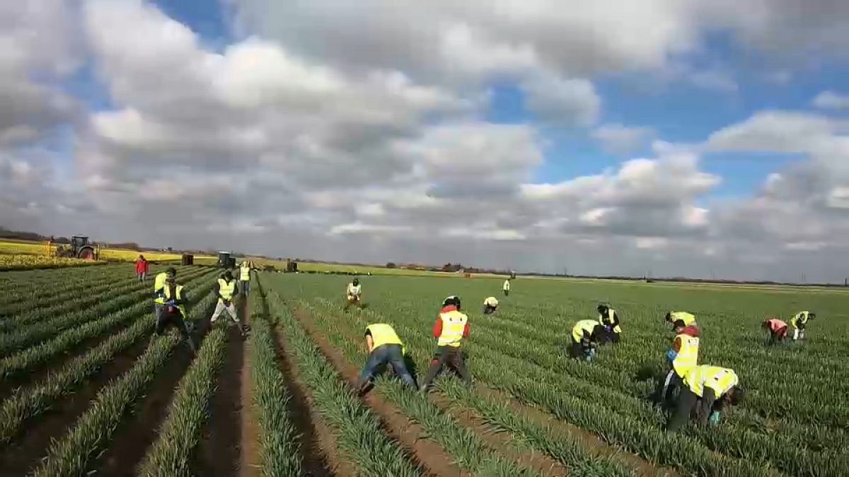 Британские фермеры жалуются на нехватку рабочих рук