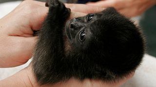 A 3-month-old Howler Monkey is held by biologists at the Endangered Wildlife Rescue Center near Alajuela, Costa Rica, Thursday, Feb. 21, 2008.