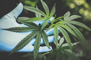 Image shows a person handling a cannabis plant. Germany's new governing coalition is taking steps to legalising the sale of the drug to adults for recreational use.