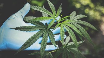 Image shows a person handling a cannabis plant. Germany's new governing coalition is taking steps to legalising the sale of the drug to adults for recreational use.