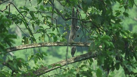  A gibbon, the most endangered primates in the world, hangs on a tree in Java, Indonesia