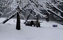 حيوان الباندا يلهو في الثلوج. 