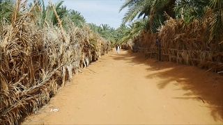 Mauritania takes steps to protect agriculture by planting trees