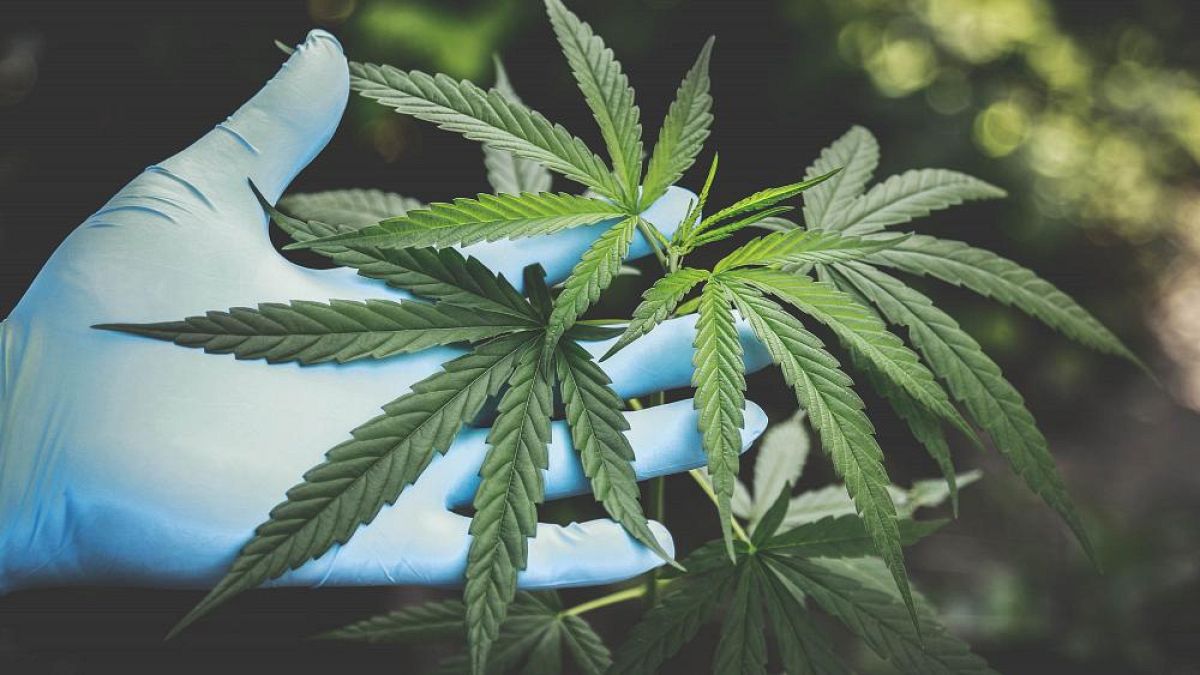 Cannabispflanze im Labor: Deutschland plant die legale Abgabe  Abgabe" von Cannabis für Erwachsene zu Genusszwecken.