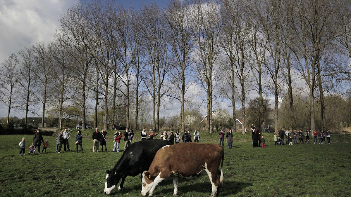 Agrárreformot jelentett be a holland kormány a klímacélok eléréséért