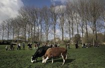 Agricultores neerlandeses em pé de guerra com o governo