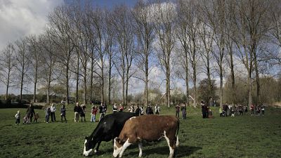 Zwölfmal so viele Nutztiere wie Menschen: Niederlande im Klima-Interessenskonflikt