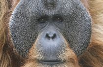 Orangutan (file photo)
