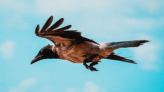 Crows can now be legally killed in order to boost pheasant populations.