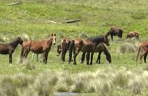 Wilde Pferde grasen im Kosciuszko-Naturreservat im Südosten Australiens.