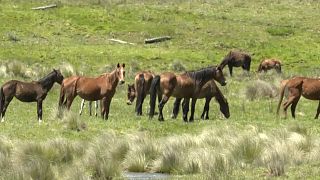 Wilde Pferde grasen im Kosciuszko-Naturreservat im Südosten Australiens.
