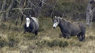Abate de cavalos para proteger biodiversidade gera revolta na Austrália