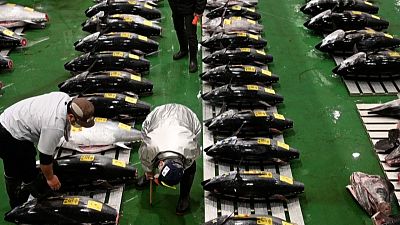 تصاویری از ماهی تُنی که در حراج توکیو ۱۴۵ هزار دلار فروش رفت
