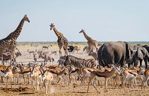 A dazzle, a herd, a memory, and a tower gather at a waterhole in Namibia - but do you know which is which?