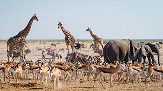 A dazzle, a herd, a memory, and a tower gather at a waterhole in Namibia - but do you know which is which?