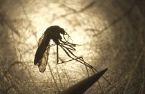 Geht es Stechmücken mit Rote-Beete-Saft an den Kragen?