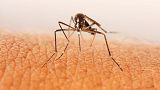 Swedish researchers have found a way to attract and kill mosquitos by creating a synthetic 'blood'. 