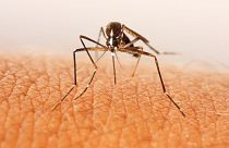 Swedish researchers have found a way to attract and kill mosquitos by creating a synthetic 'blood'.