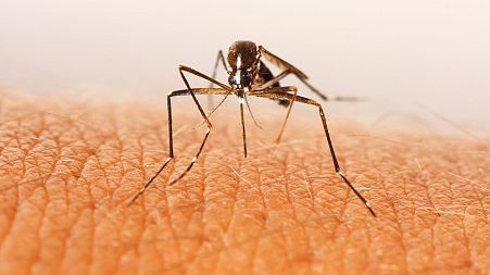 Swedish researchers have found a way to attract and kill mosquitos by creating a synthetic 'blood'.