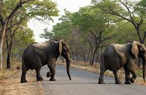 عکسی از فیل‌ها در یکی از پارک‌های ملی زیمبابوه