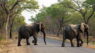 عکسی از فیل‌ها در یکی از پارک‌های ملی زیمبابوه