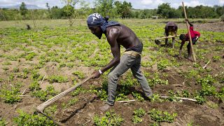 Central African Republic peanut farmers decry armed groups 