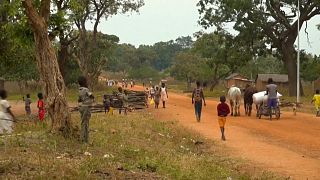 Centrafrique : l'insécurité menace la production d'arachide