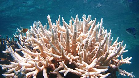 Bleached coral in the ocean