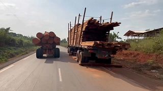 Cameroun : la déforestation menace les Pygmées