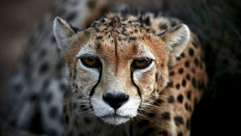 گربه‌سان بزرگِ در معرض انقراض؛ تنها ۱۲ قلاده یوزپلنگ در ایران باقی مانده است 
