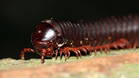 Giant millipedes once roamed the UK, say scientists. 