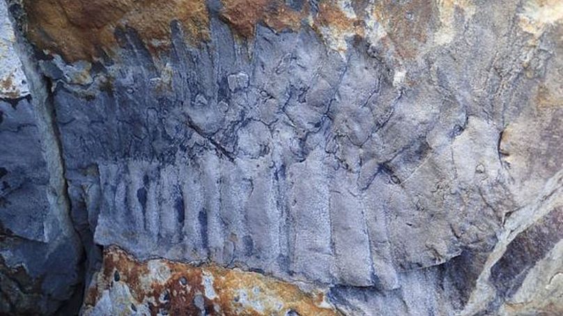 Fossils of extra-large millipedes have been discovered in the north of England for the first time by scientists